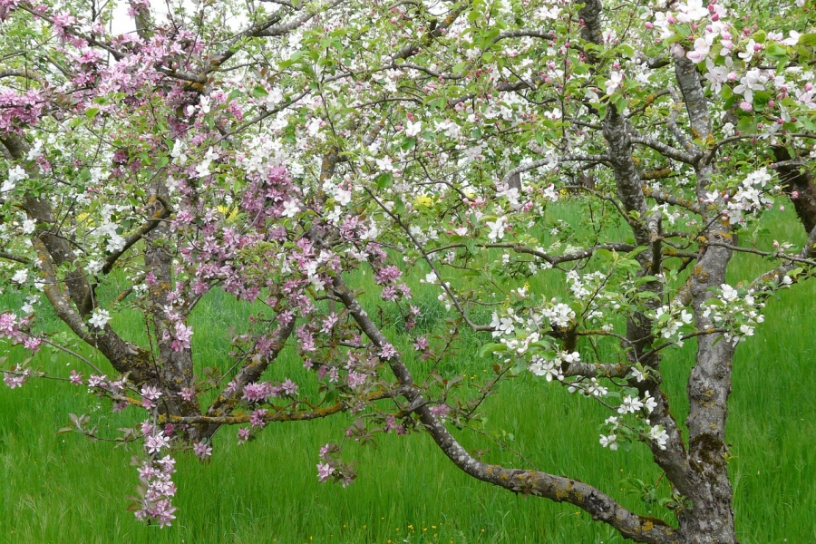 orchard-55760_1280